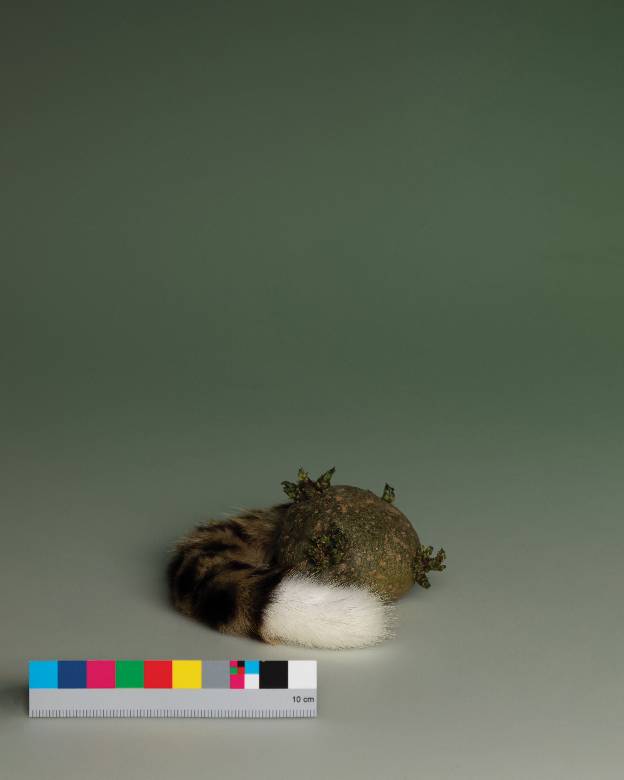 Catalogue photograph of a fur and moss object on green with a colour chart, collection of Holly van Houten